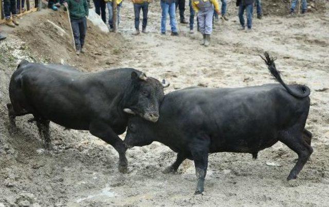 Şampiyon Boğa Ile Zafer Pozu