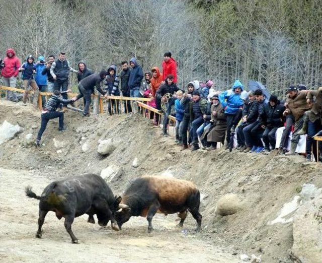 Şampiyon Boğa Ile Zafer Pozu