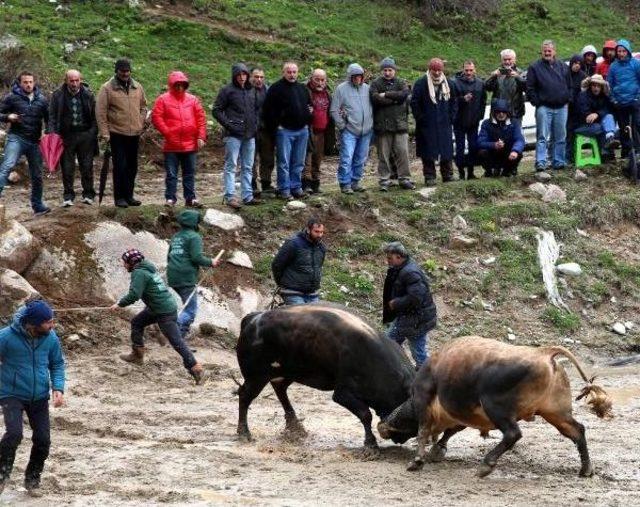 Şampiyon Boğa Ile Zafer Pozu