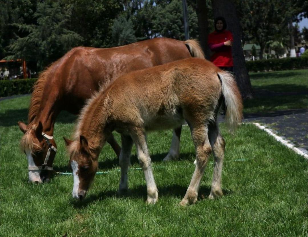 Adana Hipodromu&rsquo;nun "s&uuml;rpriz"i