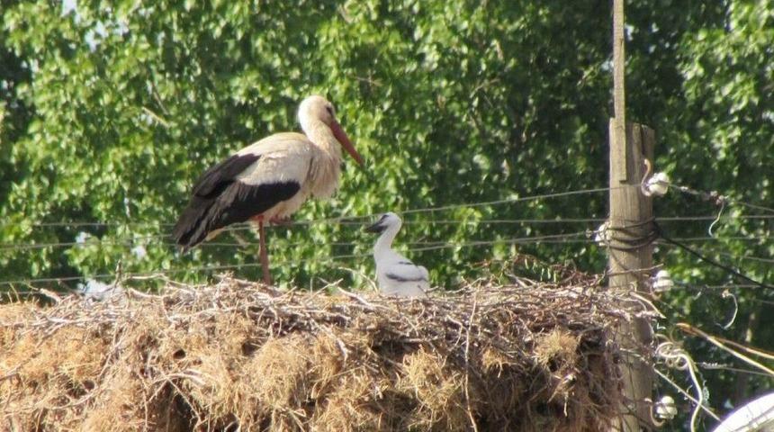 Yavru Leylekler Yumurtadan &Ccedil;ıktı