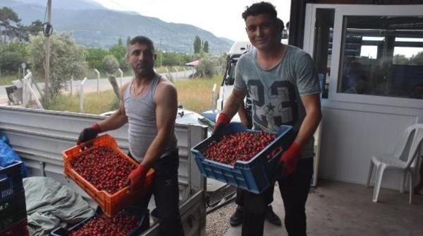 Kiraz Hasadında Y&uuml;zde 20 Artış Var