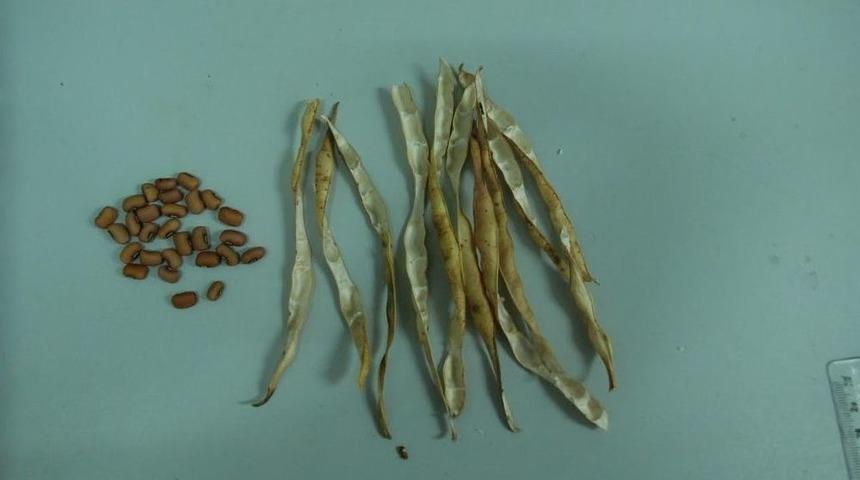 T&uuml;rkiye&rsquo;nin İlk Yemlik B&ouml;r&uuml;lce &Ccedil;eşidi &rsquo;&uuml;lkem&rsquo; Tescil Edildi