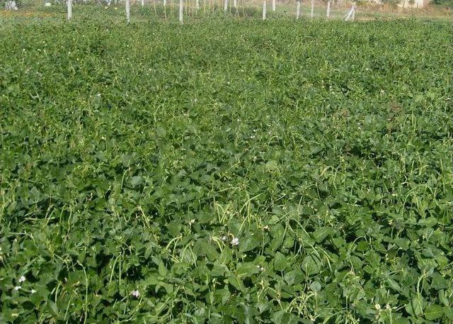 T&uuml;rkiye&rsquo;nin İlk Yemlik B&ouml;r&uuml;lce &Ccedil;eşidi &rsquo;&uuml;lkem&rsquo; Tescil Edildi 1