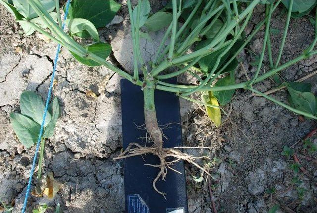 T&uuml;rkiye&rsquo;nin İlk Yemlik B&ouml;r&uuml;lce &Ccedil;eşidi &rsquo;&uuml;lkem&rsquo; Tescil Edildi 2