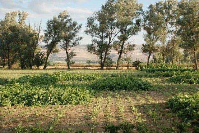 T&uuml;rkiye&rsquo;nin İlk Yemlik B&ouml;r&uuml;lce &Ccedil;eşidi &rsquo;&uuml;lkem&rsquo; Tescil Edildi 3