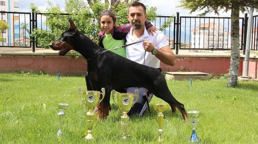Bianca, D&uuml;nya Doberman Şampiyonasına Hazırlanıyor