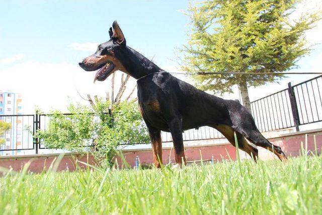 Bianca, Dünya Doberman Şampiyonasına Hazırlanıyor 2