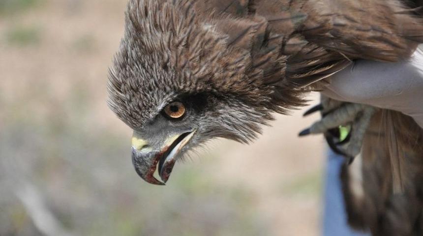 Vurulan &Ccedil;aylak İyileşti, Doğaya Salındı