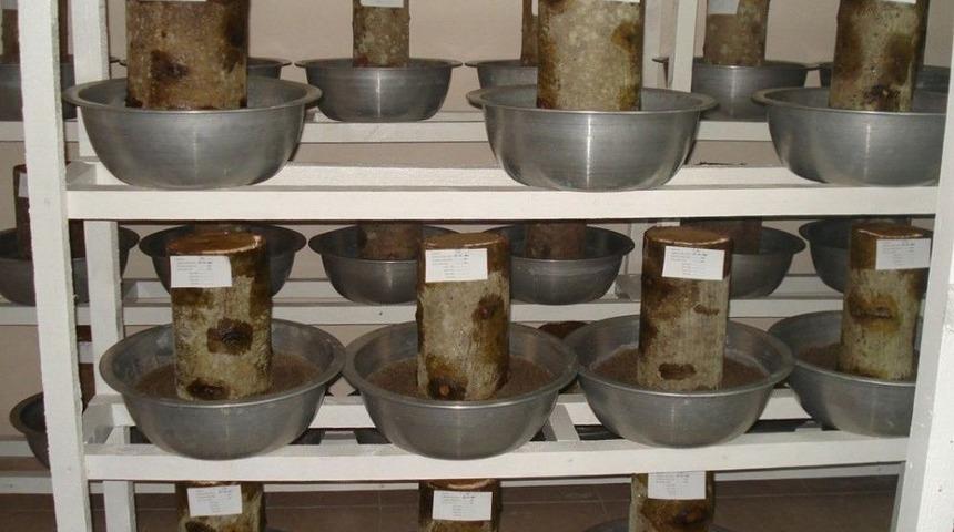 Trabzon Ormanları&rsquo;nda Zararlı B&ouml;ceklere Karşı M&uuml;cadele S&uuml;r&uuml;yor