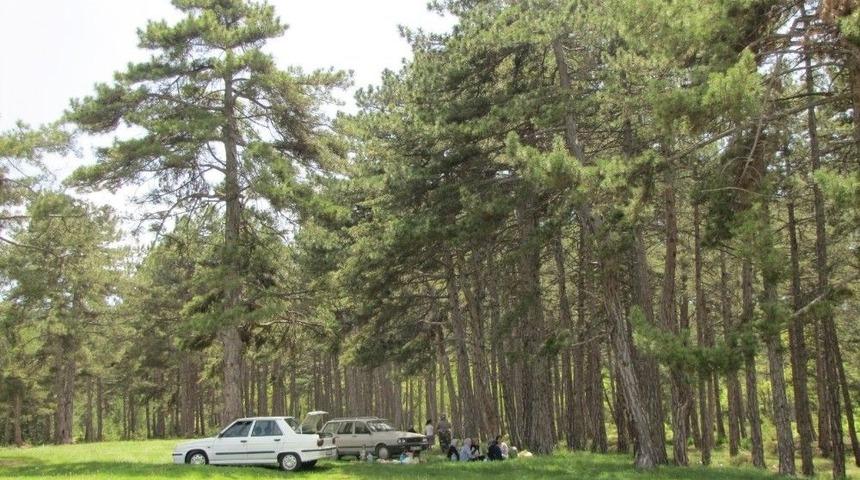 Doğa Harikası Piknik Alanı Sahipsiz