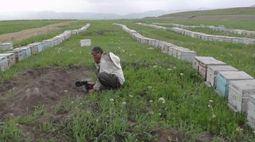 Arıcılar, Muş Ovası'na D&ouml;n&uuml;yor