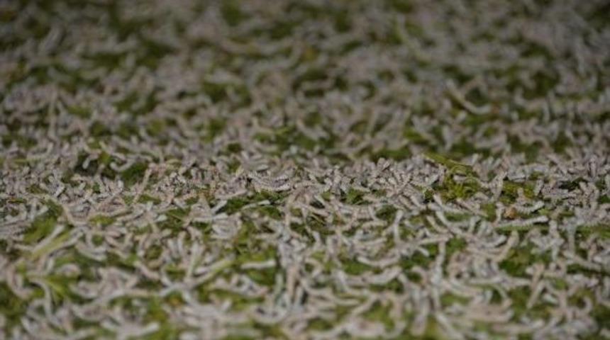 Ter&ouml;rd&ouml;n Etkilenen Ipek B&ouml;cek&ccedil;iliği Yeniden Hayat Buldu