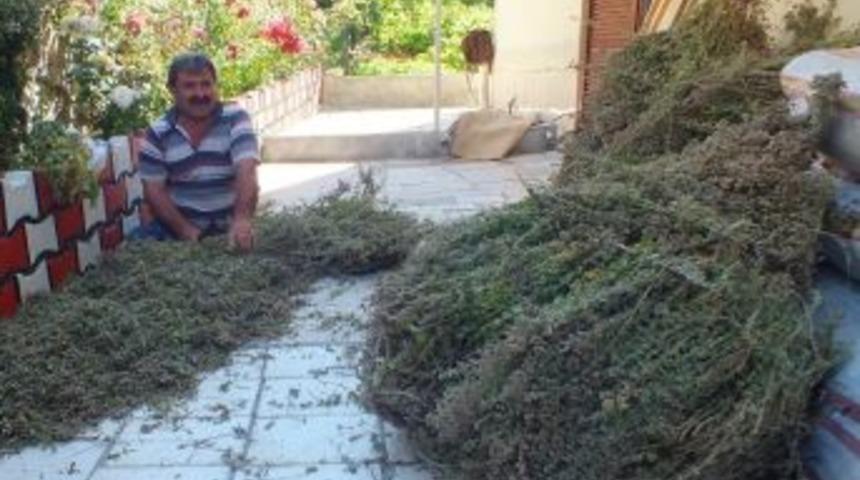 Anamur&rsquo;da Kekik Ve Ada&ccedil;ayı Hasadı Başladı