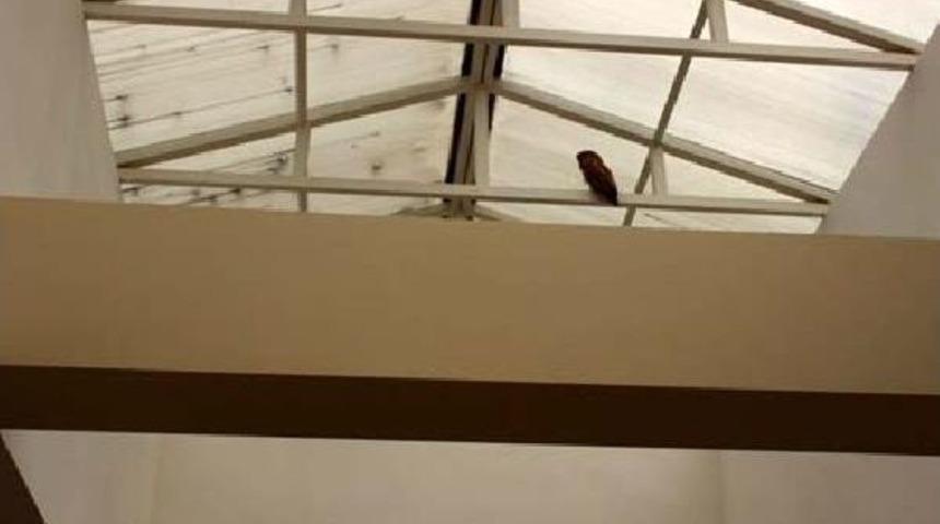 Aile Sağlığı Merkezine Giren Baykuşu G&ouml;revliler &Ccedil;ıkardı