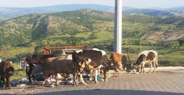 Kulp’ta Başıboş Hayvanlar Vatandaşı Bezdirdi