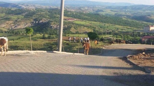 Kulp’ta Başıboş Hayvanlar Vatandaşı Bezdirdi