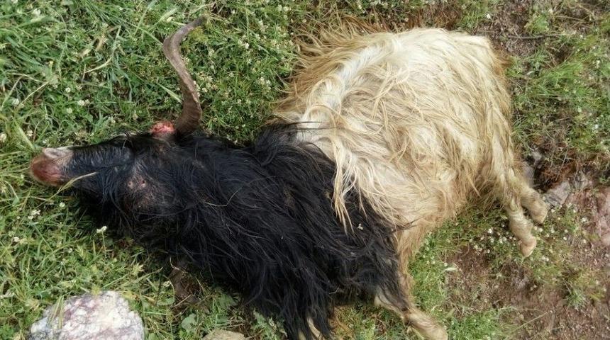 Kurtlar S&uuml;r&uuml;ye Saldırdı