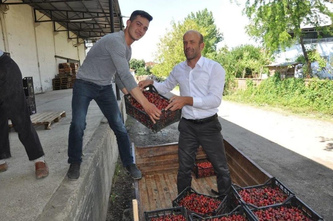 Erkenci Kirazı &Ccedil;ift&ccedil;inin Y&uuml;z&uuml;n&uuml; G&uuml;ld&uuml;rd&uuml;