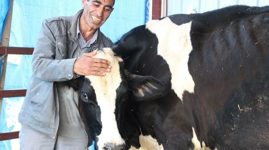 &Ccedil;alınan İnek S&uuml;tten Kesildi