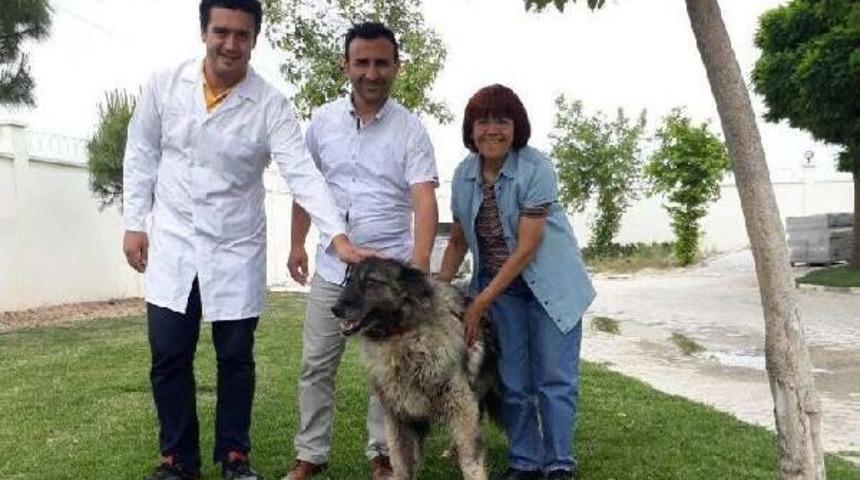 Pittbull'lu Bı&ccedil;aklı Saldırı Kurbanı Sokak K&ouml;peğine Belediye Sahip &Ccedil;ıktı