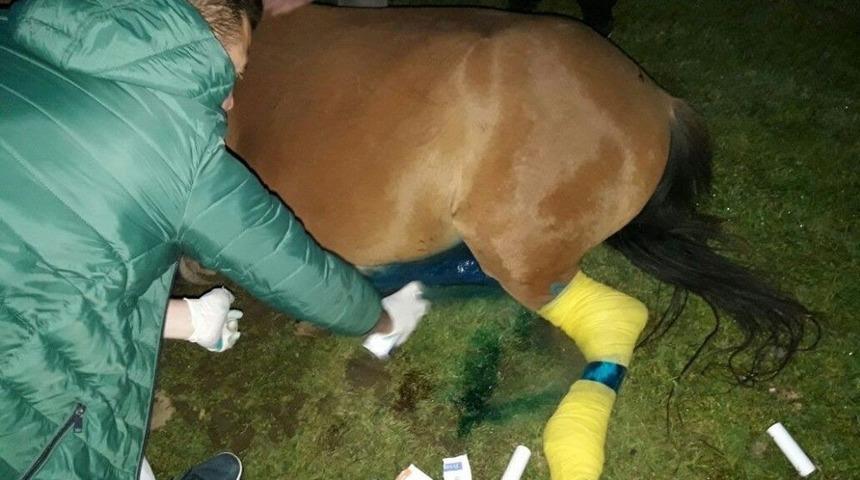 Hamile Yılkı Atı &Ouml;lmekten Son Anda Kurtarıldı