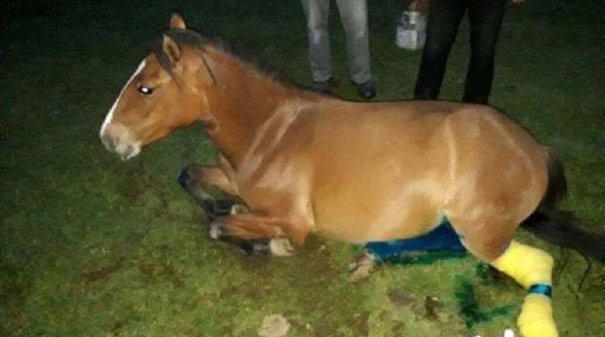 Yaralı Yılkı Atına Tedavi