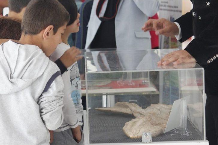 2,4 Milyar Yıllık Fosil Dünyada İlk Defa Çankırı’da Sergileniyor G1