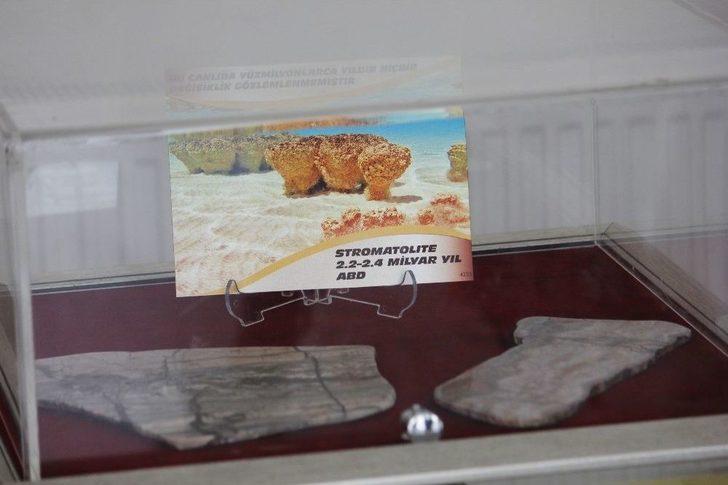 2,4 Milyar Yıllık Fosil Dünyada İlk Defa Çankırı’da Sergileniyor G3