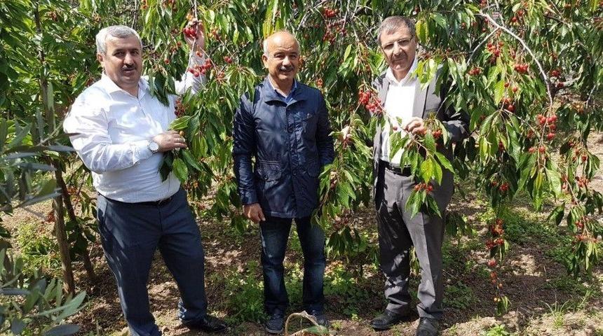 K&ouml;rfez&rsquo;in Kirazları Yeniden Canlandı