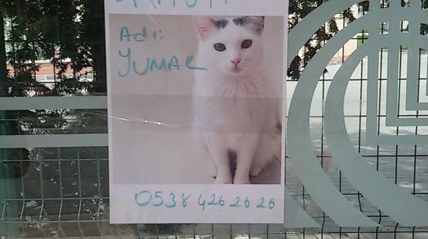 Edirne’de “yumak” İlanla Aranıyor