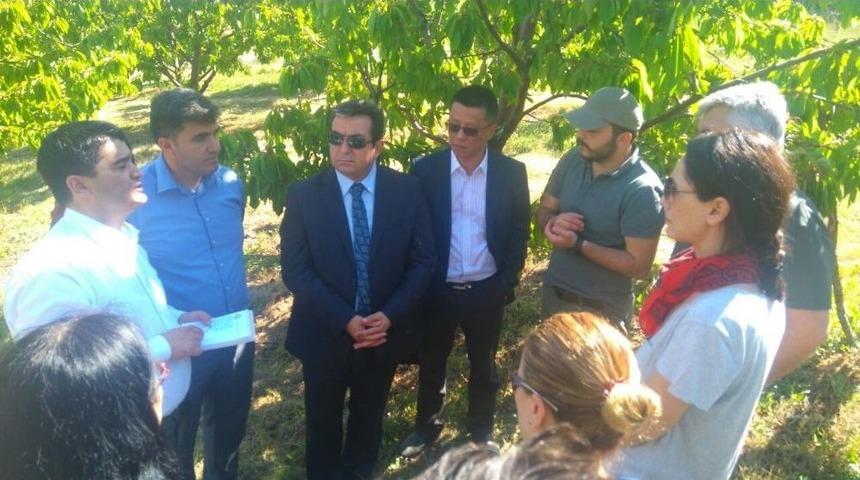 &Ccedil;in Tarım Heyetinden Kiraz Bah&ccedil;elerinde İnceleme