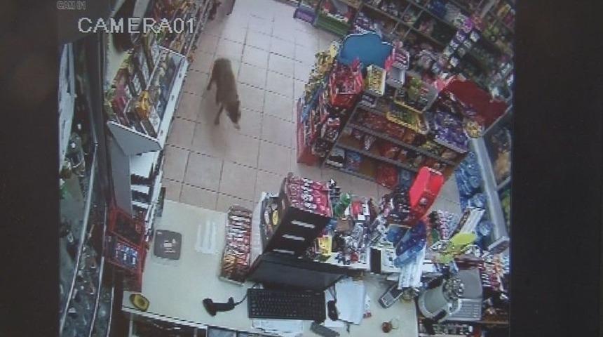 (&ouml;zel Haber) Acıkan &Ccedil;akal Alışverişe &Ccedil;ıktı