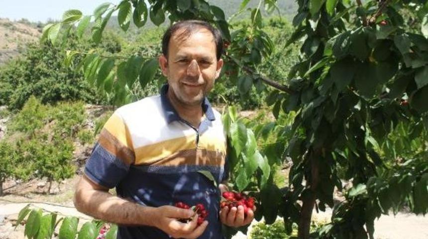Turfanda Kirazın Kilosu 15'ten 6 Liraya D&uuml;şt&uuml;