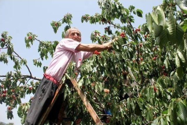 Turfanda Kirazın Kilosu 15'ten 6 Liraya Düştü