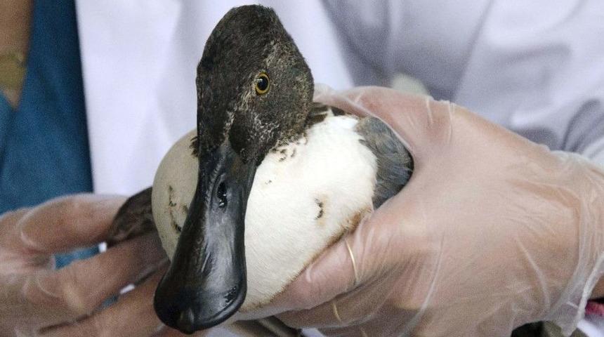 Yaralı Kaşıkgaga Tedavi Altına Alındı