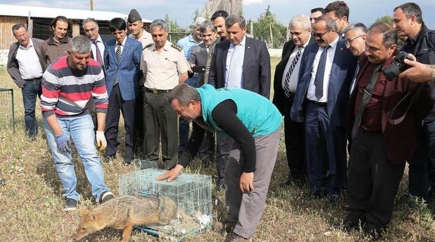 Kızıl Akbaba Ve &Ccedil;akal, &Ouml;zg&uuml;rl&uuml;ğ&uuml;ne Kavuştu