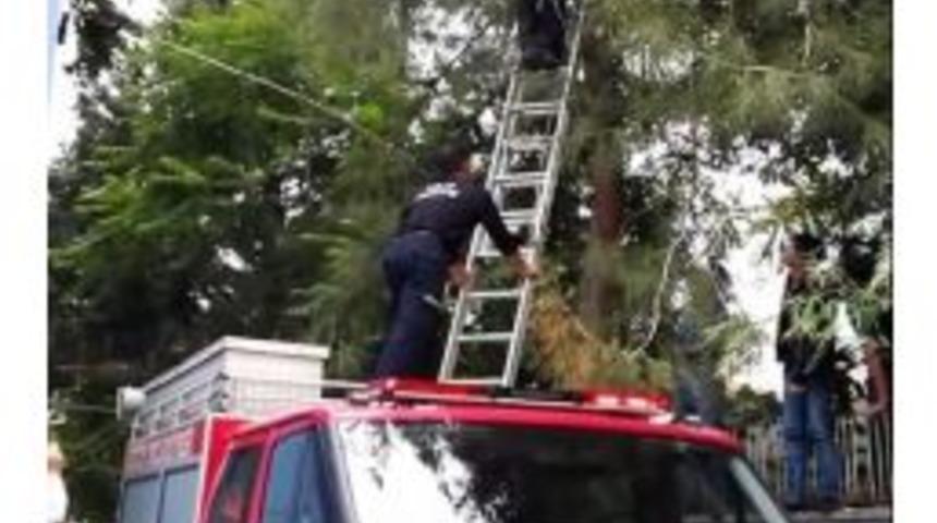 Ağaca &Ccedil;ıkan Kedi Mahsur Kaldı