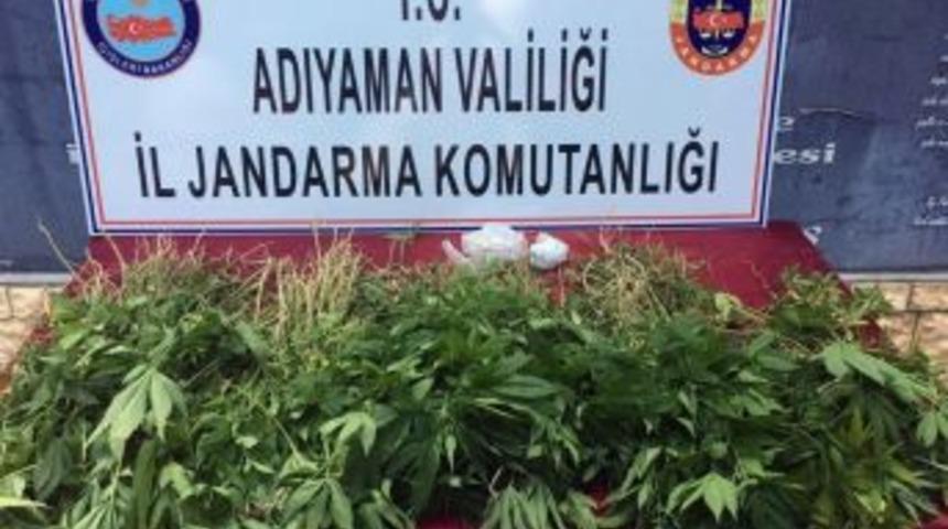 Adıyaman&rsquo;da 2 Bin 765 K&ouml;k Hint Keneviri Ele Ge&ccedil;irildi