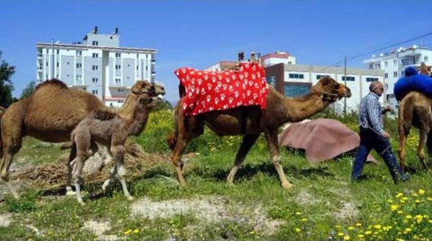 Anadolu'da 1500 Deve Kaldı