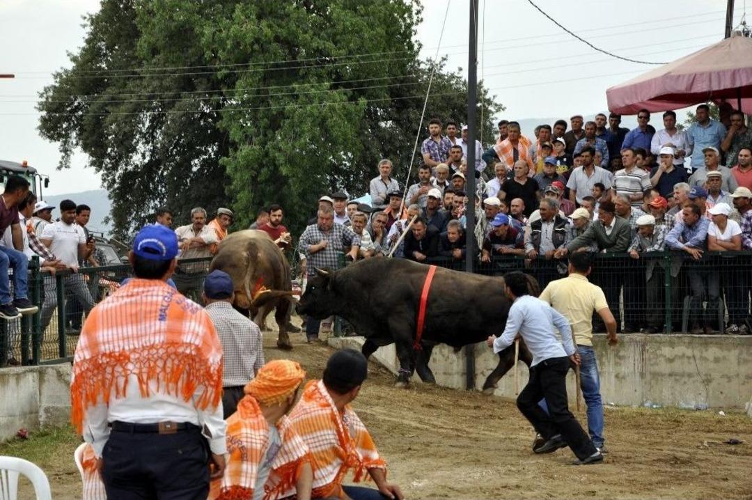 180 Pehlivan Boğa Kozlarına At&ccedil;a&rsquo;da Paylaştı
