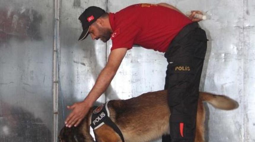 Polis, Eğiteceği K&ouml;peği Doğumda Se&ccedil;iyor