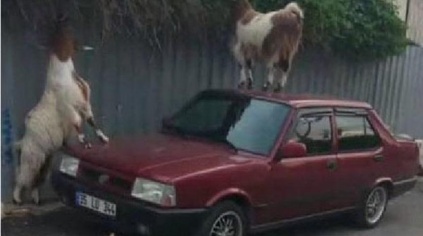 Ahırdan Ka&ccedil;an Ke&ccedil;iler Ara&ccedil;lara Zarar Verdi