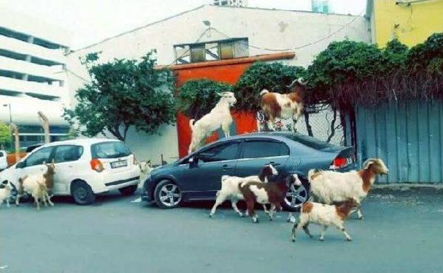 Ahırdan Kaçan Keçiler Araçlara Zarar Verdi