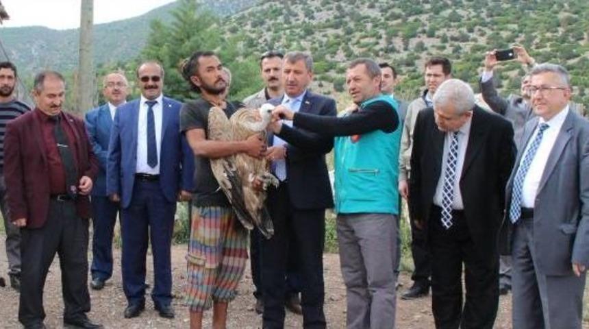 Tedavileri Yapılan Kızıl Akbaba Ve &Ccedil;akal Doğaya Bırakıldı