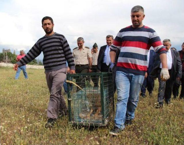 Tedavileri Yapılan Kızıl Akbaba Ve Çakal Doğaya Bırakıldı