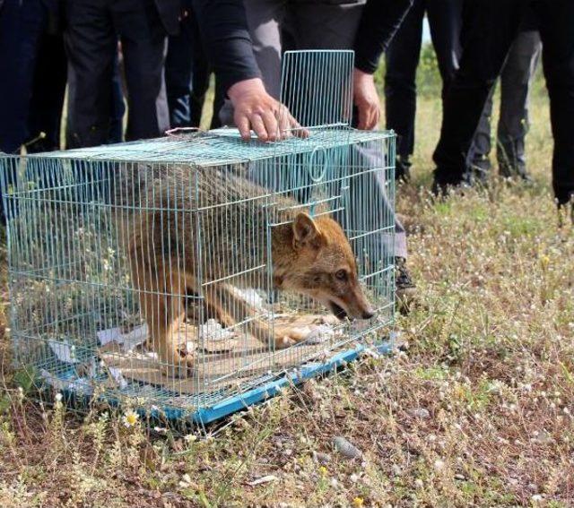 Tedavileri Yapılan Kızıl Akbaba Ve Çakal Doğaya Bırakıldı