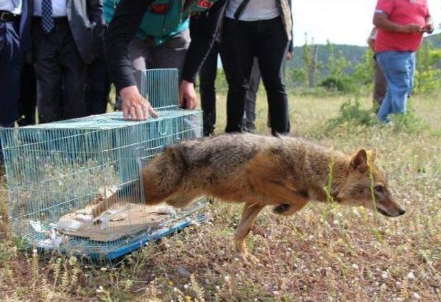 Tedavileri Yapılan Kızıl Akbaba Ve Çakal Doğaya Bırakıldı