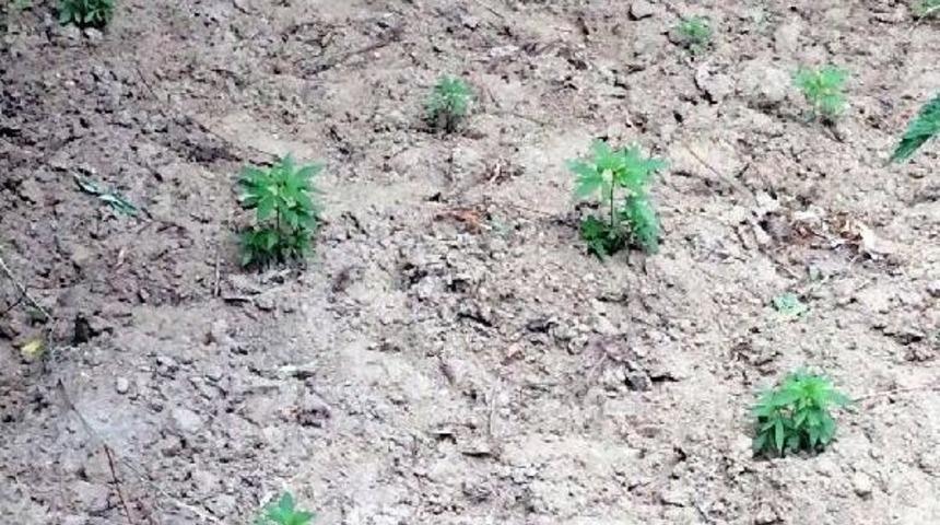 Salihli'de Ka&ccedil;ak Rakı Ve Hintkeneviri Ele Ge&ccedil;irildi