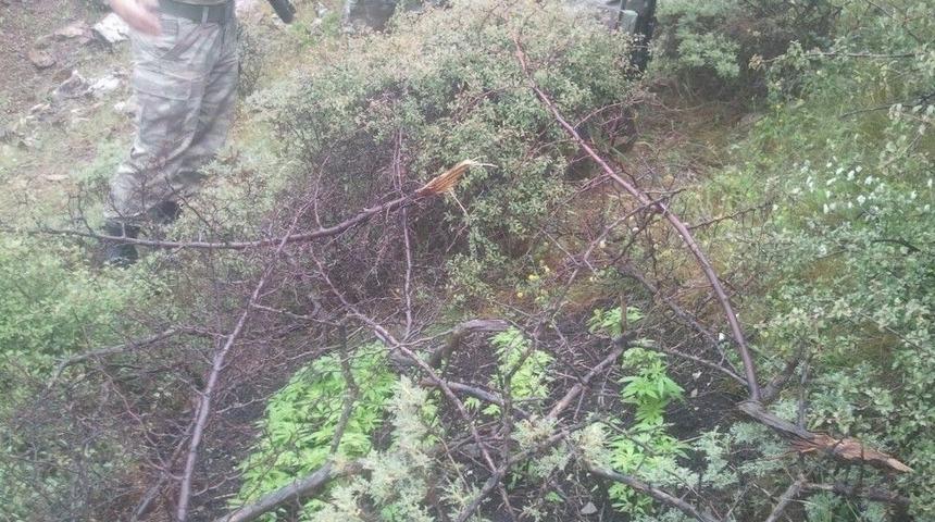 Sason&rsquo;da 350 K&ouml;k Hint Keneviri Ele Ge&ccedil;irildi